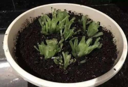 适合勤人养的花,修剪越勤、生长越旺,不建议懒人养,容易长成草