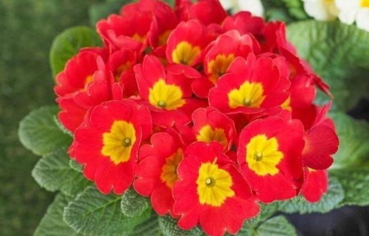 “4种花”很适合阳台养,花香四溢,开花旺,有种初恋的感觉!