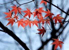 样子|初冬农村小院，有这个季节最美的样子