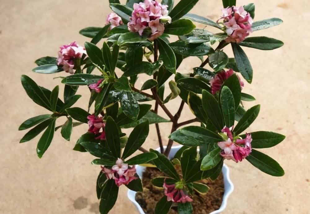 2种花特别适合冬天养,天气越冷花朵越鲜艳,状态比春天的花都美