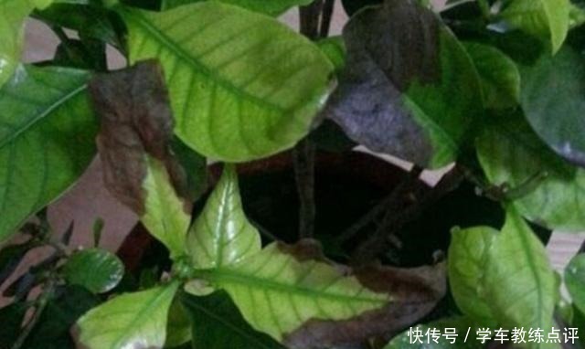 用剩茶叶水浇花,不是直接倒入花盆,这样用才更有效果!