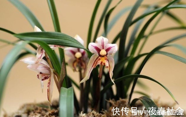 植株|养兰花做好“4步”，叶子不干尖，生长旺盛，新芽多，开花才棒