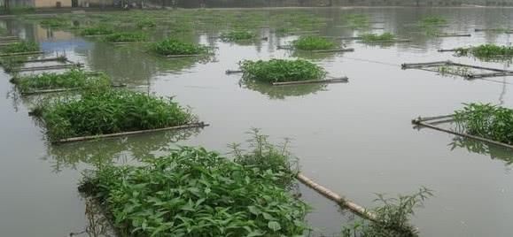 它是菜市场常见的蔬菜，多数人只知道别名，学名见到了也不会念
