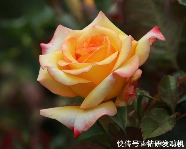 25款罕见会变色的月季,一朵花能开出黄、粉两种颜色。新手推荐