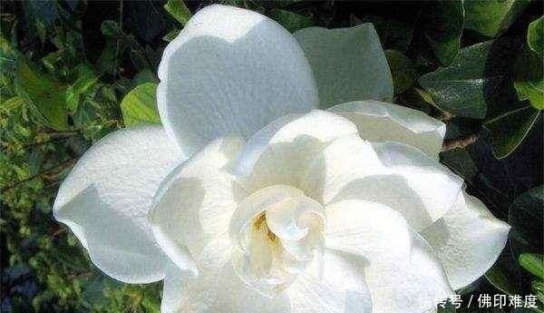 栀子花的叶斑病有哪些危害，又该怎么防治