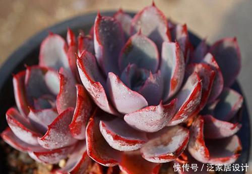 多肉|这些多肉真霸气,长势旺小盆装不下,易度夏越养越值钱