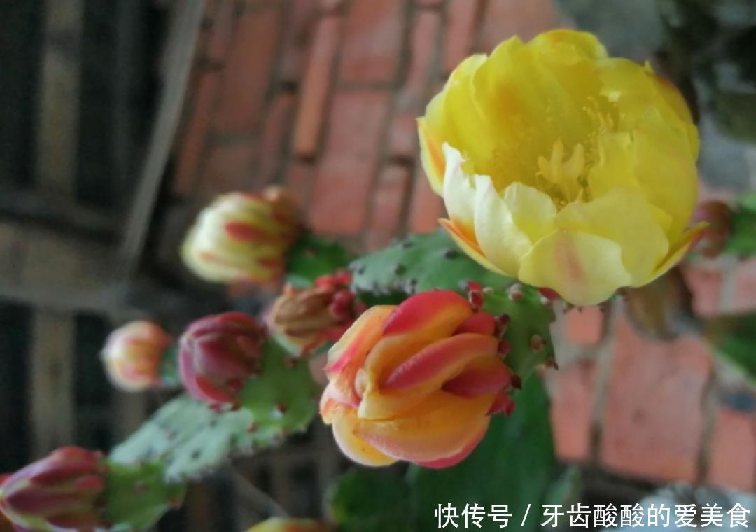 养花达人:38年前,掏家底儿买的2盆花,1盆被偷,1盆传给孙子