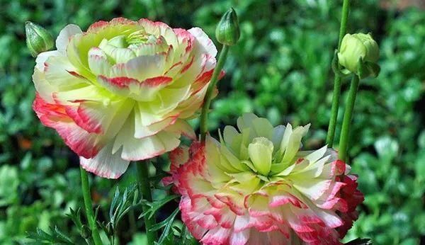 花毛茛是一种热情的花,很受人的欢迎,花色还很丰富