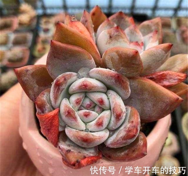 新手春养多肉“3诀窍”，学会就不怕“夏化水”、“冬冻伤”了！