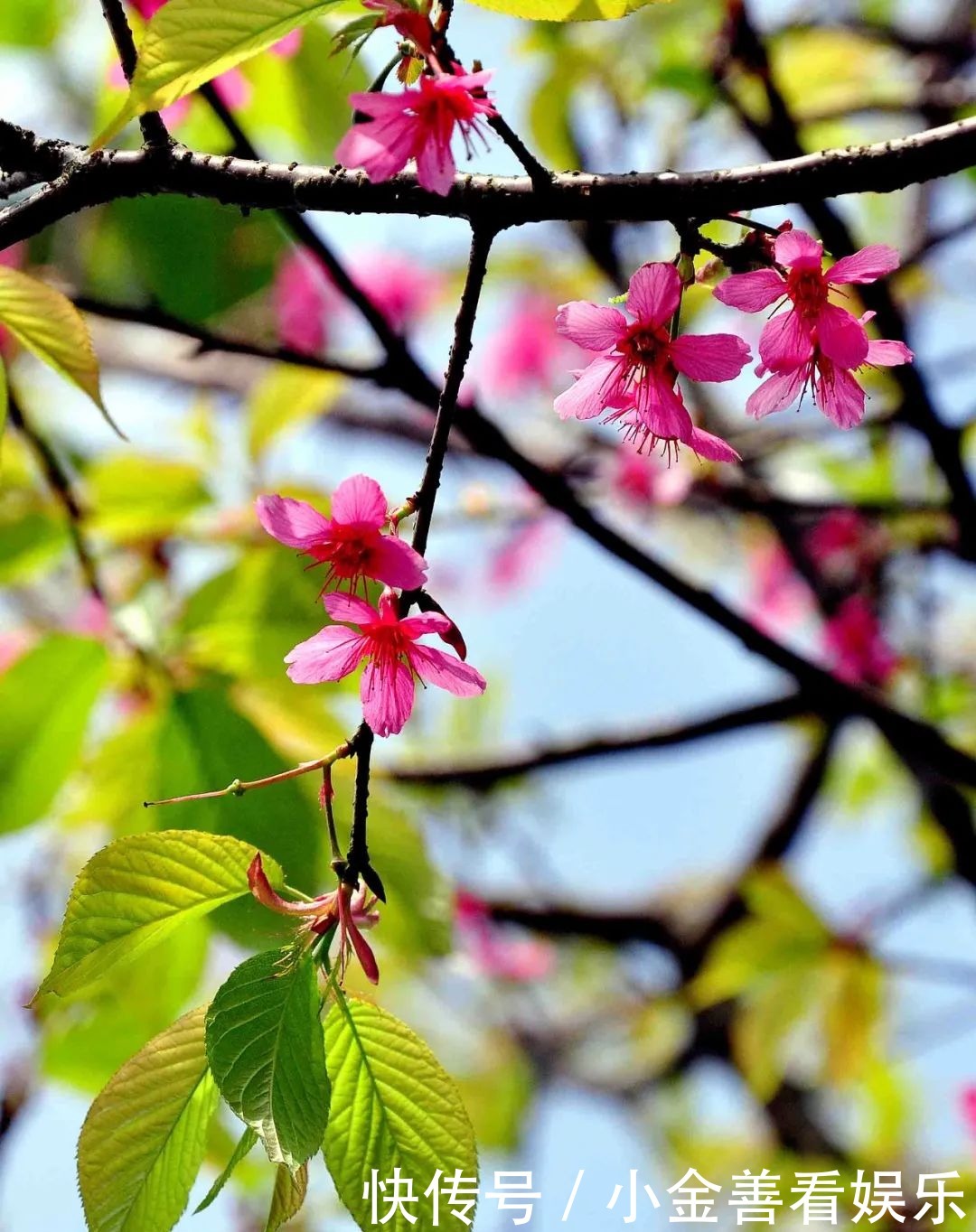 【诗词鉴赏】阳春三月,春日方好,不如在诗词里一起拥抱春天!