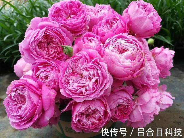 月季|22种最漂亮的月季,一次能开300天,满屋飘香开花多