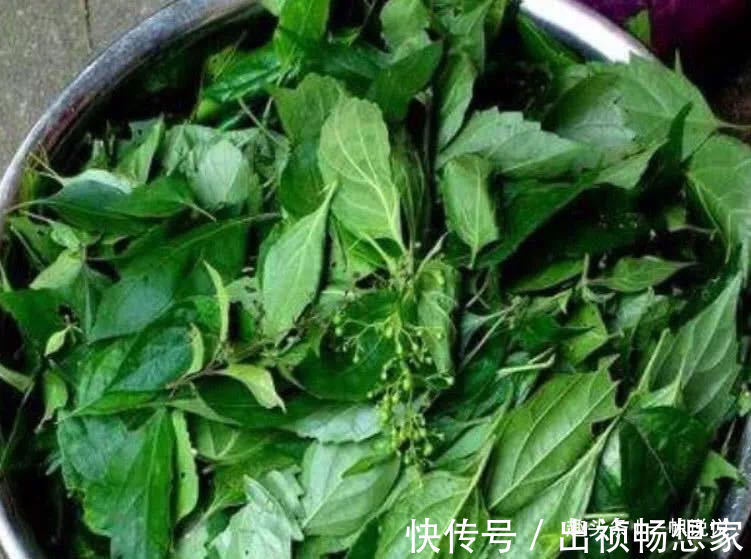 神仙树|农村制作豆腐不用大豆，用这种树叶，晶莹透亮，人称“神仙豆腐”