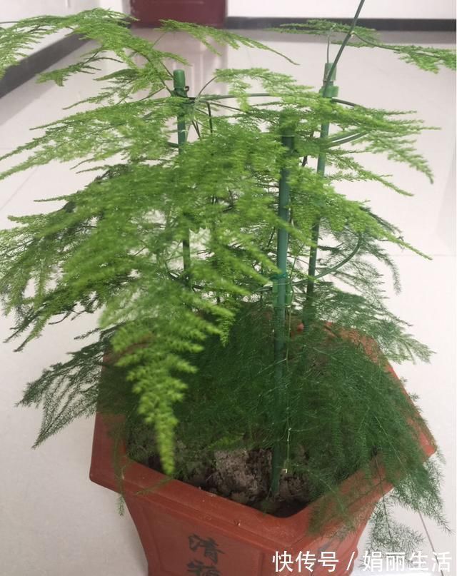 花友们|这种“养人”花,窗台客厅摆一盆,干干净净又杀菌