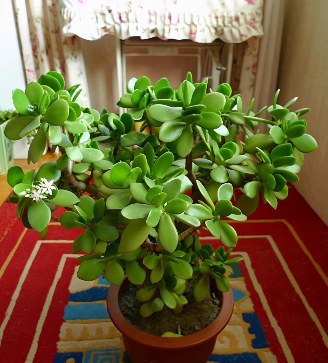 浇水|6种漂亮花,家里可以随便“养”!皮实好养、耐干旱,很容易成活