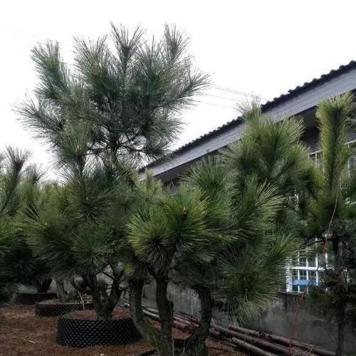 植物|这5种绿植,养成盆景观赏价值高,注意这些技巧很快成老桩