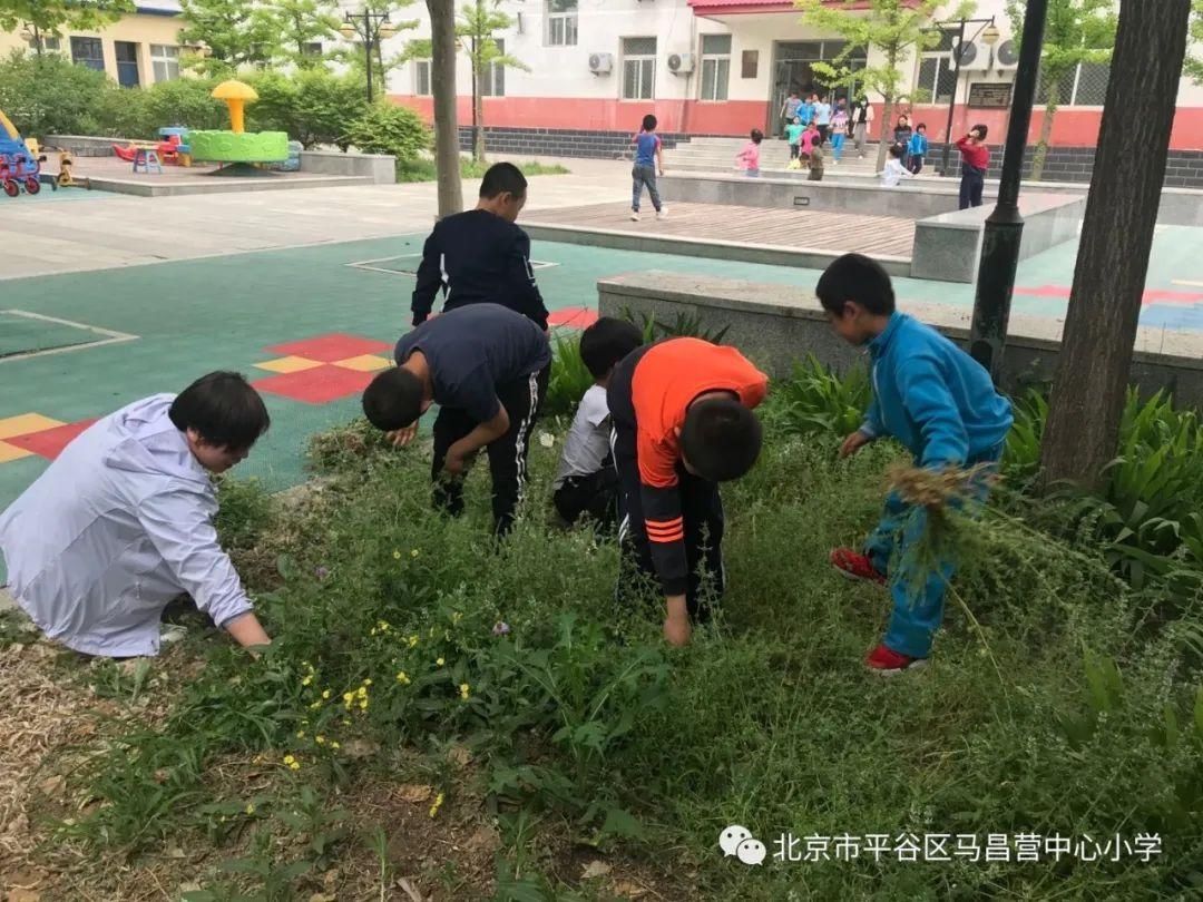 孟泰|劳动最光荣——马昌营中心小学劳动教育周活动