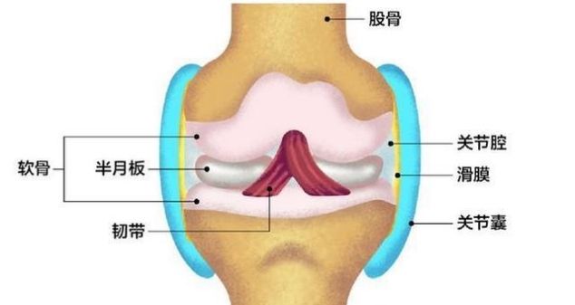膝关节杀手 软骨损伤 快资讯 膝关节杀手 软骨损伤 快资讯