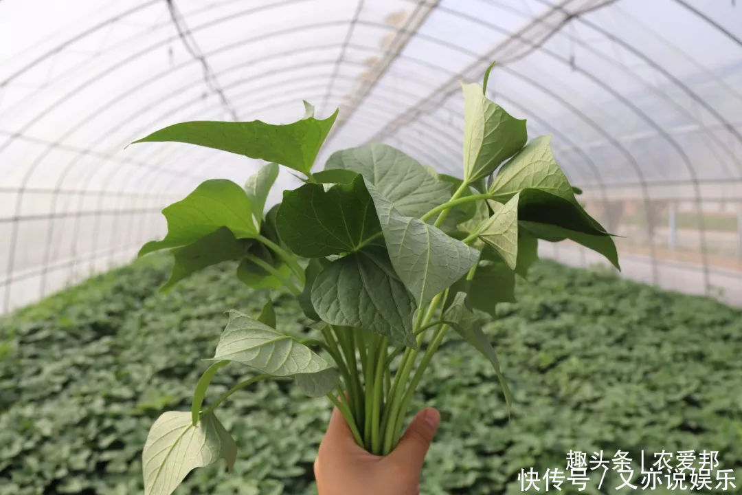 叶菜|小时候这种叶子,基本上用来喂猪,如今越来越受人们喜欢!