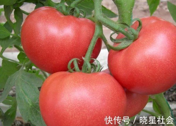 青色|西红柿的功效很多，却和2种食物“相克”，吃错了美食变“毒药”