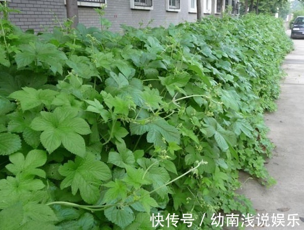 人的一生|鄉村普遍的一種雜草，是“皮膚發癢”的天敵，一涂迅速就奏效