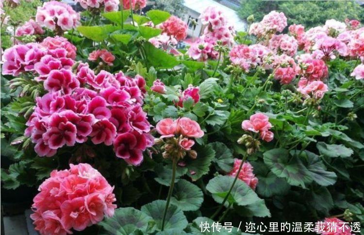 养花试试此几款,花开繁盛花香怡人,花朵美爆阳台