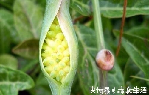 6种常见“野草”,以往人们不在意,一听名字这也太美了,要养