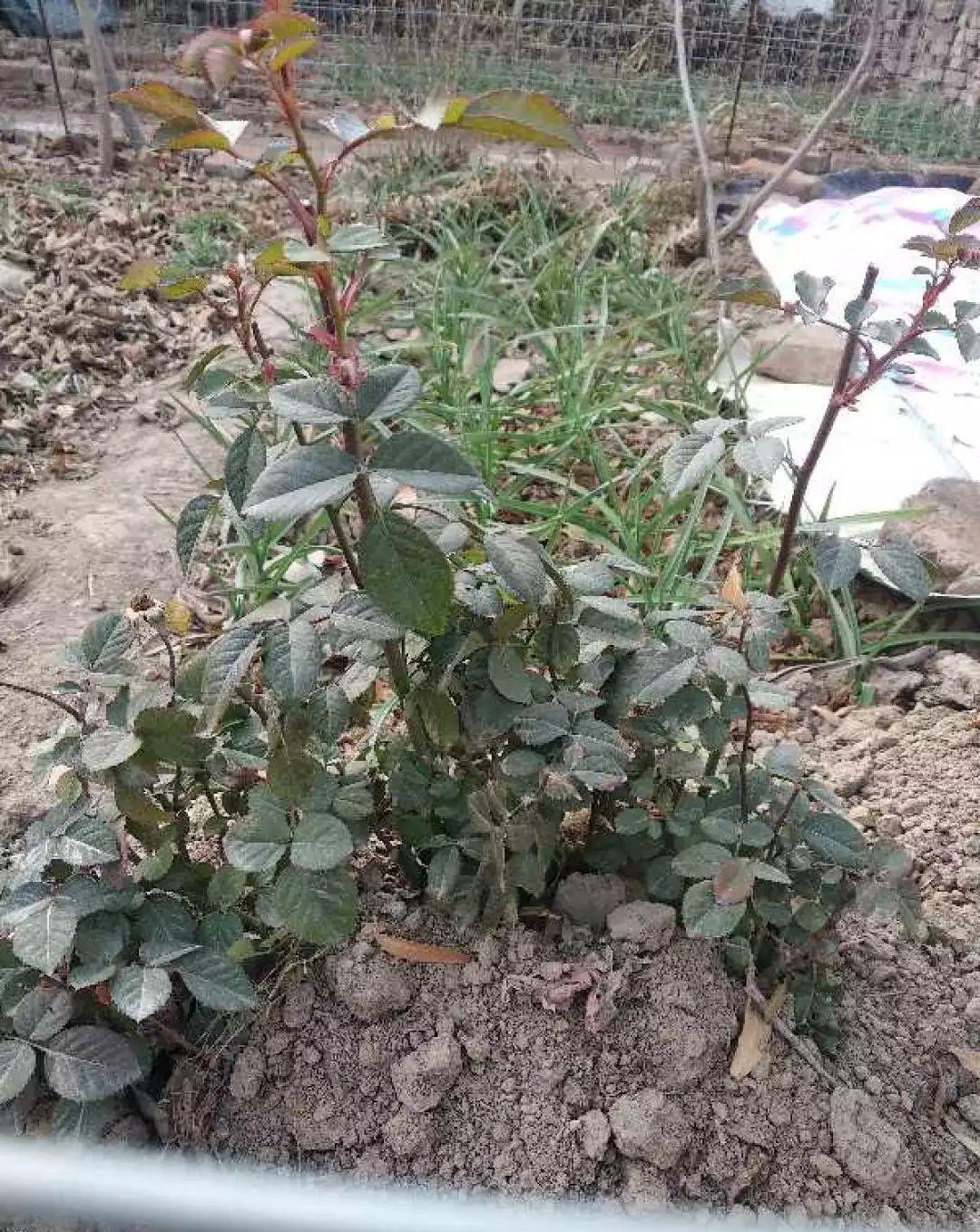 枝条|养花技巧:给花切个小口子,埋土里100%生根,根本不用扦插!