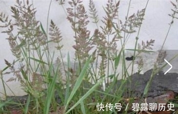 杂草|农村常见的野草，牛都不吃，是老中医用来治疗“关节痛”的良药