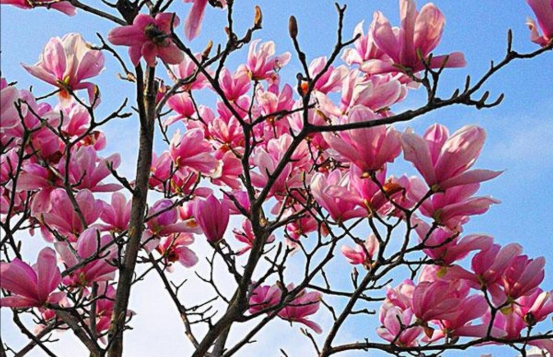 家中有院子，栽上1种观赏树，春天开花硕大又美丽