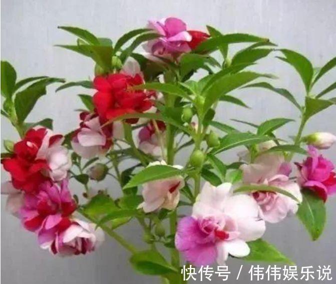 3种花是花中“大美女”，不用管就得长得旺，花开满盆！