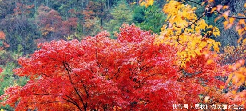 一首不应该忽略的唐诗,通篇描写得极为凄美,写出了诗意的秋天!