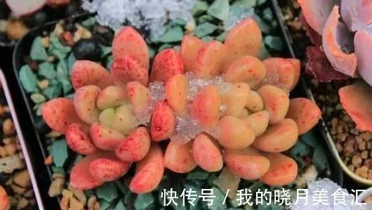 褶皱|论怎样为变丑的多肉植物整容