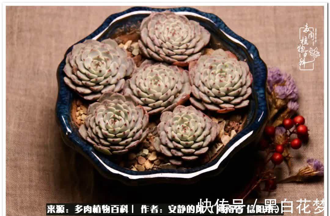 阳台多肉党的幸福生活!