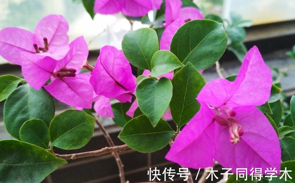 三角梅不开花不要急，做好5点，年年开花成花球