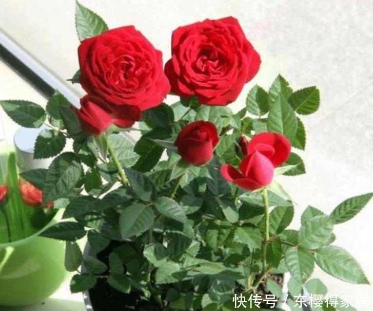 家里就养4种花,满屋飘香,好闻又漂亮,心情舒畅!