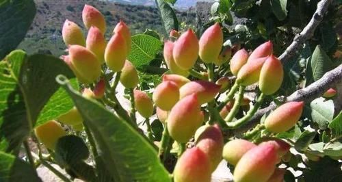 延缓衰老|身体健康都靠吃，吃几种食物，预防皱纹，延缓衰老，补水润肤