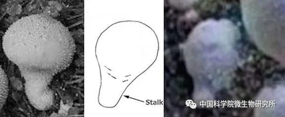 非生物 火星上存在真菌吗？