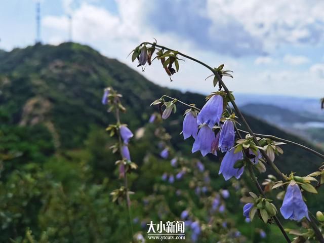 药材|探花记｜桔梗科植物“沙参”是药材