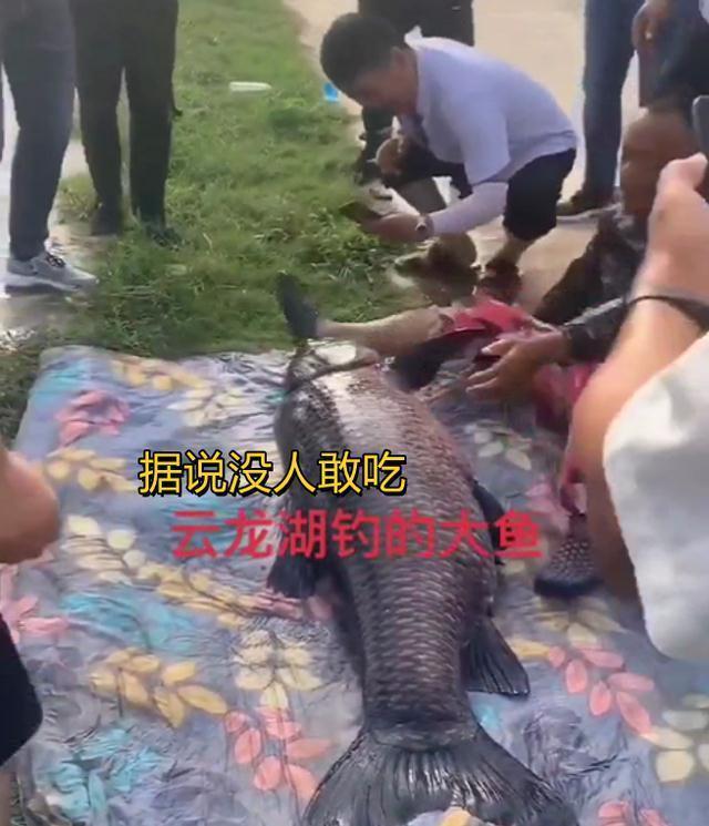 男子钓到176斤大鱼,身形跟人一样长,“年年都要被钓上岸”