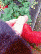 |搞笑GIF趣图:很霸气,很个性的老板啊