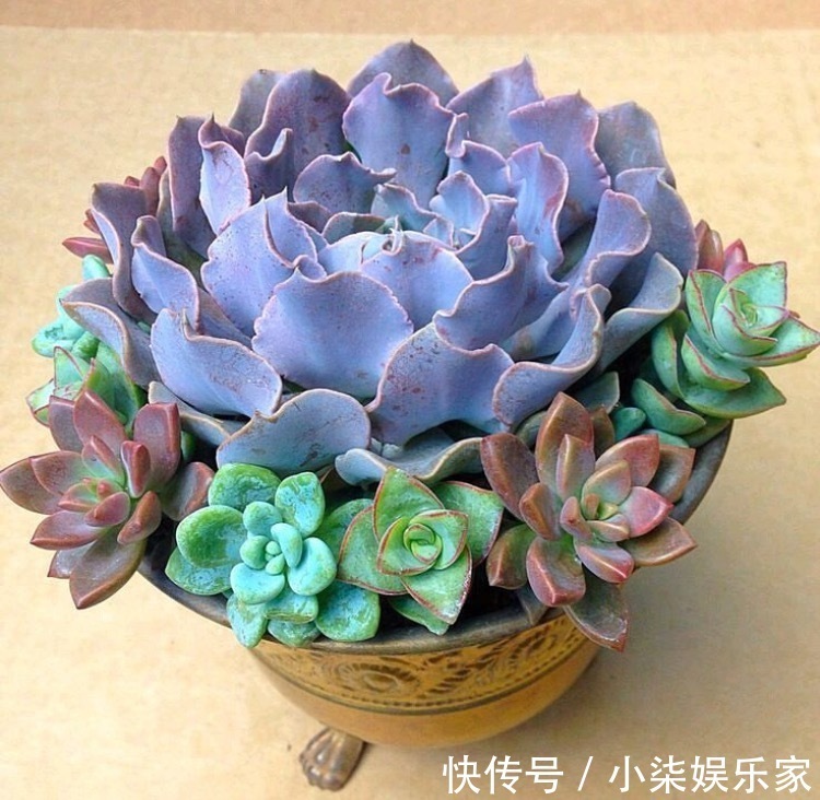 学会3招，多肉养成“手捧花”，七夕情人节，最漂亮的礼物！