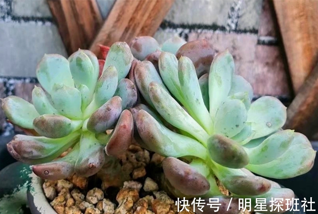 蓝豆|6种多肉秋天施点肥,爆头又上色,但有两类多肉秋天也不适合施肥