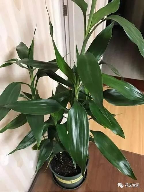 这三种花,好看好养,又旺财旺运,家里放多少盆都不嫌多