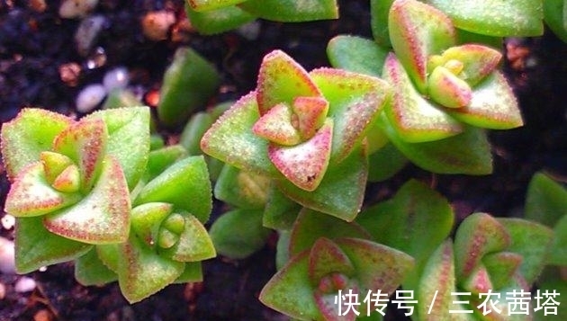 花儿谷|秋天怎么养多肉? 多肉植物秋天怎么养护?