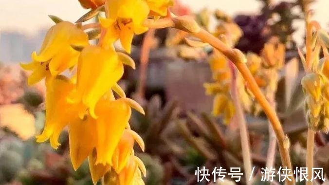 多肉新人,必须掌握的小知识