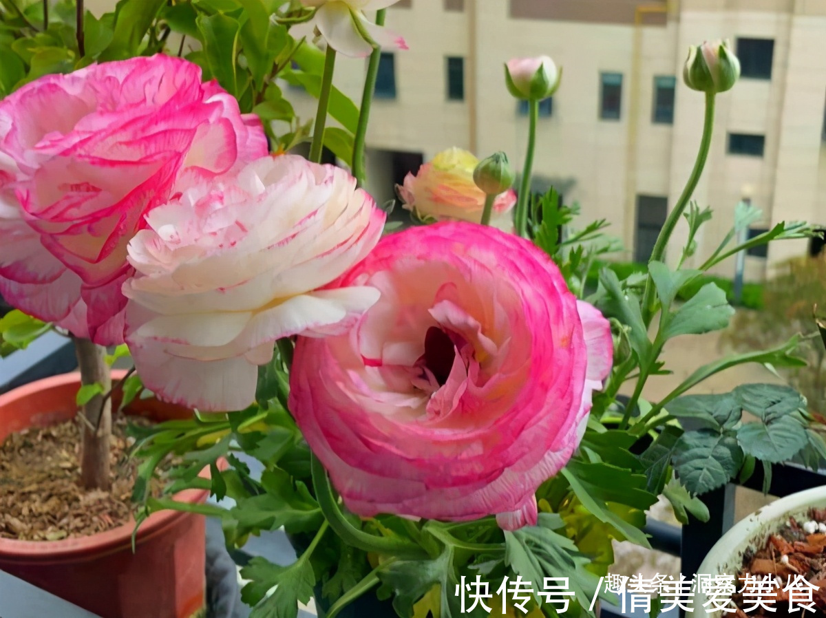 分化|被名字耽误的“三种花”,名字虽土颜值高,关键是高温夏季也勤花