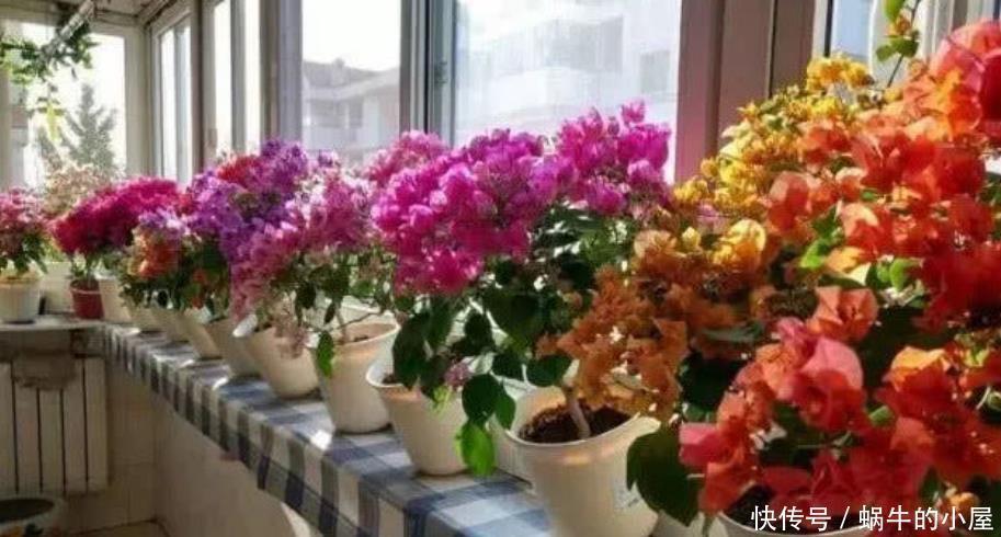 虎头茉莉|4种花最适合养家里,花期长、花量大,一养就爆盆,绚丽夺目