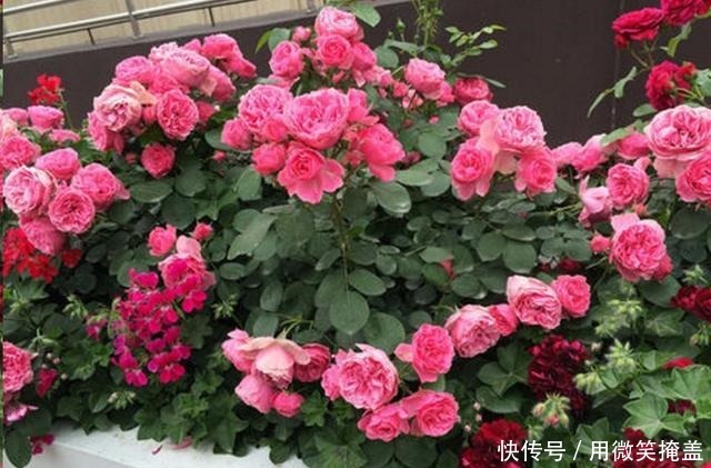 月季地栽莫大意,这3点不注意很容易挂!月季地栽莫大意,这3点不注意很容易挂!