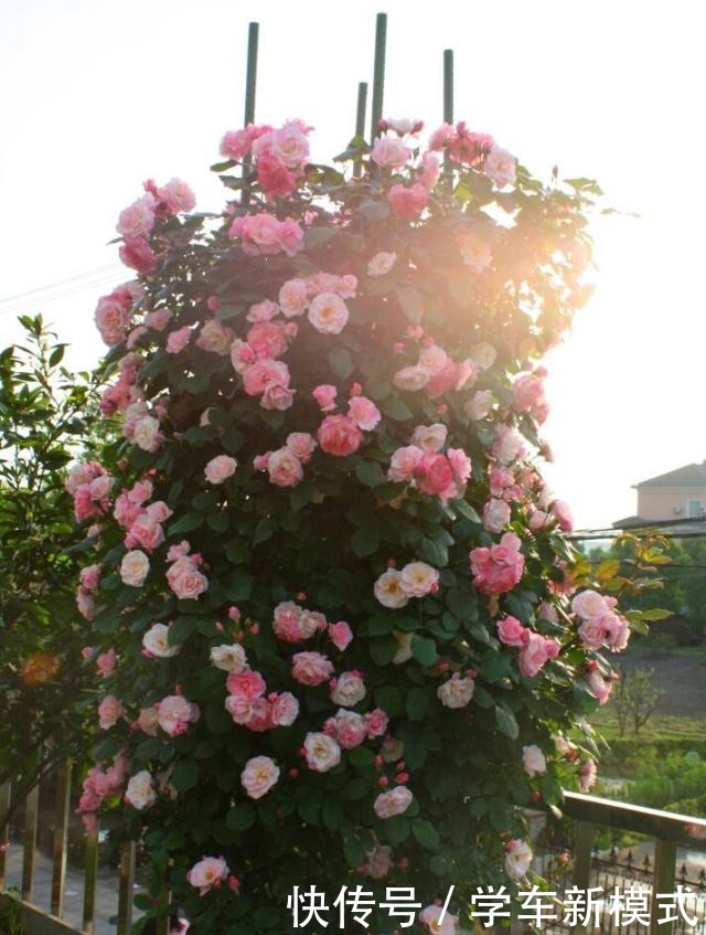 藤本花卉选这种,一年长3米,四季开花,漂亮又好养,盆栽也可以!