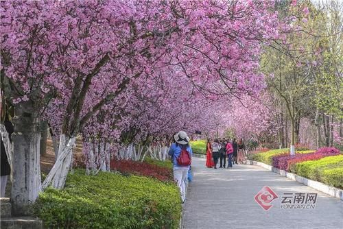 粉色花海惹人醉 每天数千人来这里赏花踏青